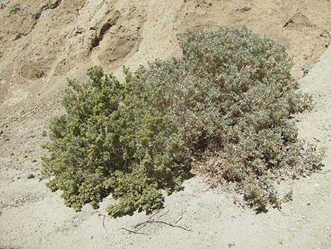 Desert-holly Saltbush (Atriplex hymenelytra)