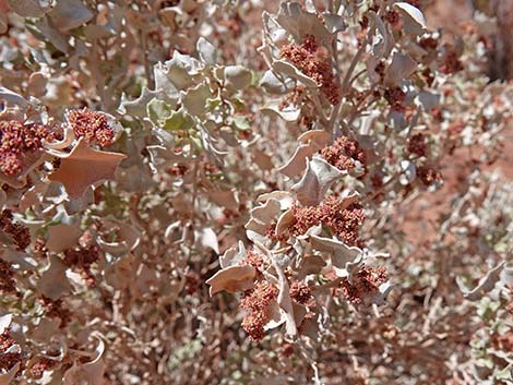 Desert-holly (Atriplex hymenelytra)