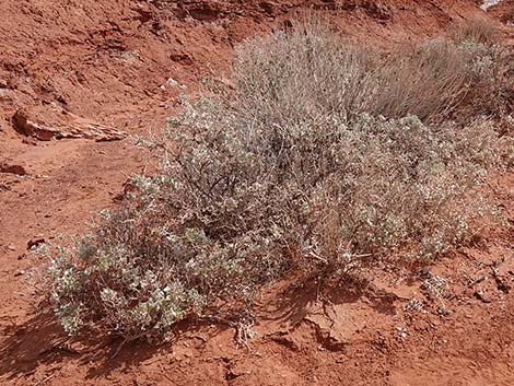 Desert-holly Saltbush (Atriplex hymenelytra)