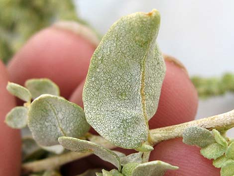 Quailbush (Atriplex lentiformis)