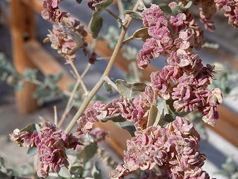 Quailbush (Atriplex lentiformis)