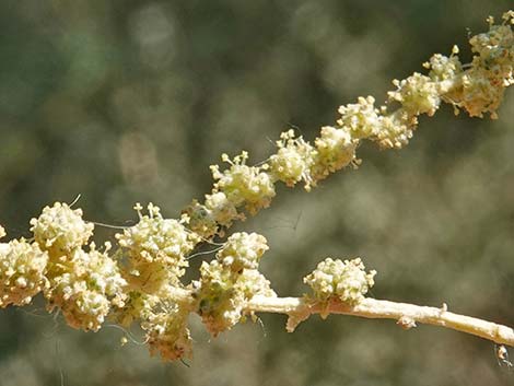 Quailbush (Atriplex lentiformis)