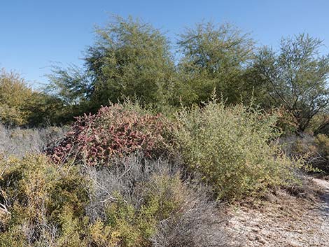 Quailbush (Atriplex lentiformis)