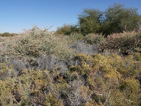 Quailbush (Atriplex lentiformis)