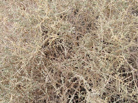 Cattle Saltbush (Atriplex polycarpa)