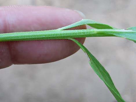 Emory Baccharis (Baccharis emoryi)