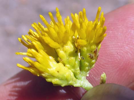 Emory Baccharis (Baccharis emoryi)