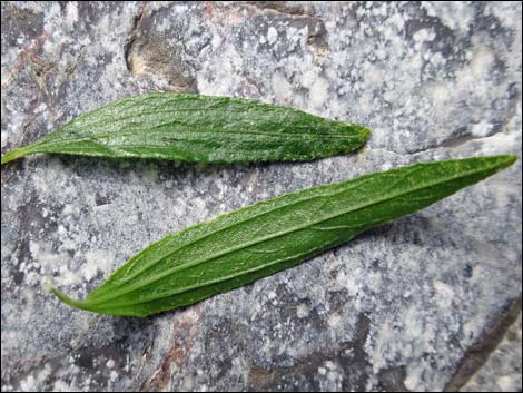 Seep Willow (Baccharis salicifolia)