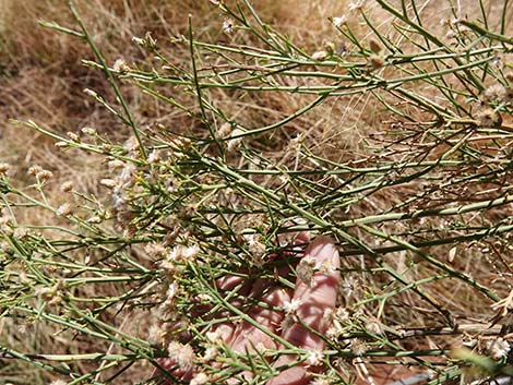 Broom Baccharis (Baccharis sarothroides