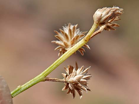 Broom Baccharis (Baccharis sarothroides