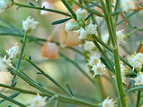 Broom Baccharis (Baccharis sarothroides