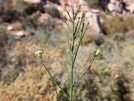 Broom Baccharis (Baccharis sarothroides