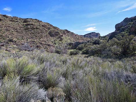 Broom Baccharis (Baccharis sarothroides