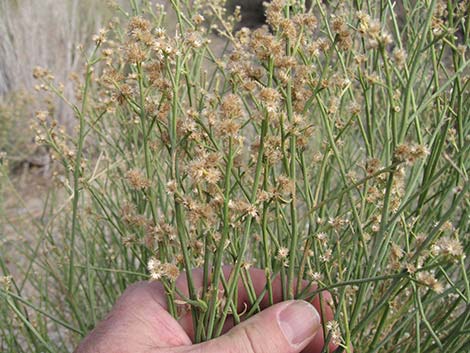 Desert Baccharis (Baccharis sergiloides)