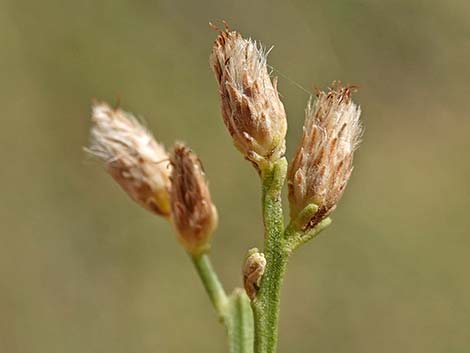 Desert Baccharis (Baccharis sergiloides)