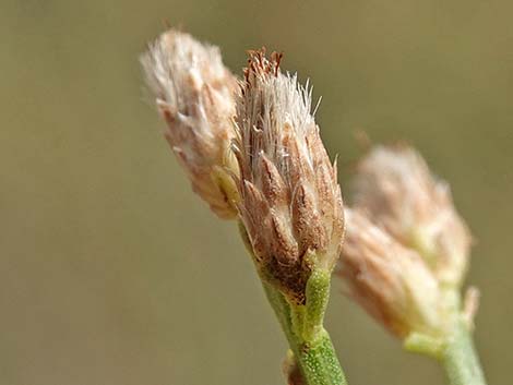 Desert Baccharis (Baccharis sergiloides)