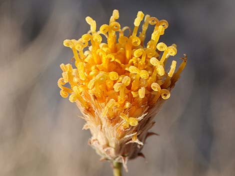 Sweetbush (Bebbia juncea)