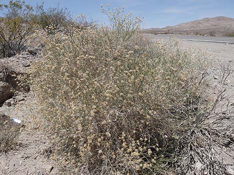 Sweetbush (Bebbia juncea)