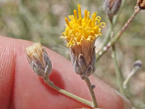 Sweetbush (Bebbia juncea)