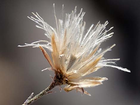 Sweetbush (Bebbia juncea)