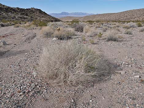 Sweetbush (Bebbia juncea)