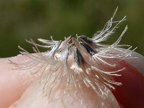 Sweetbush (Bebbia juncea)