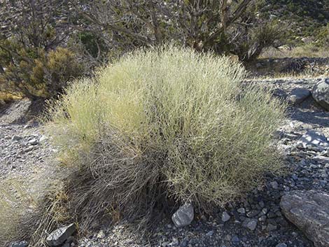 Sweetbush (Bebbia juncea)