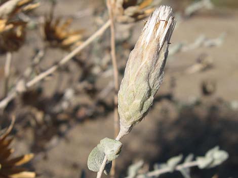 Woolly Brickellbush (Brickellia incana)