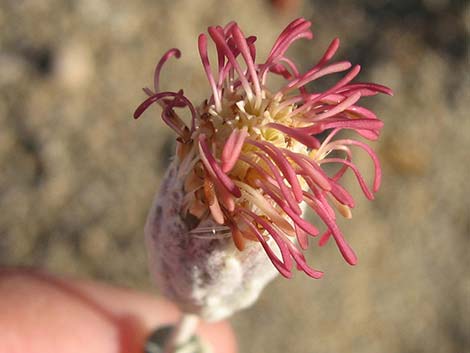 Woolly Brickellbush (Brickellia incana)