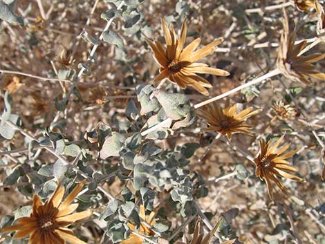 Woolly Brickellbush (Brickellia incana)