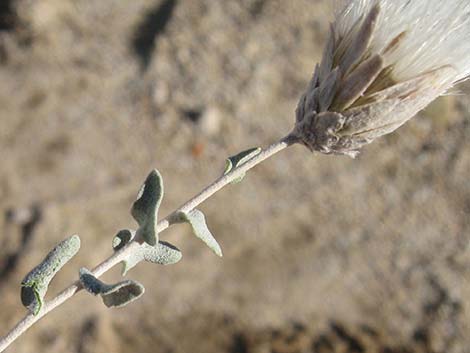 Woolly Brickellbush (Brickellia incana)