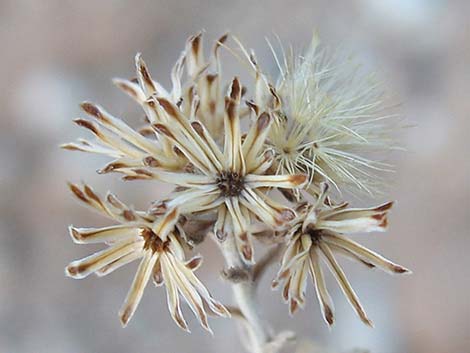 Littleleaf Brickellbush (Brickellia microphylla)