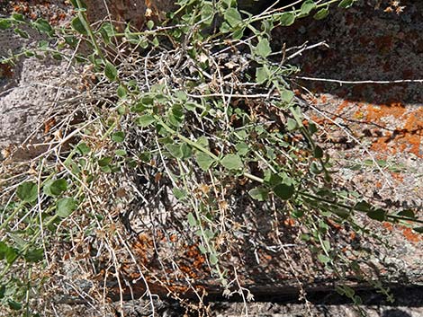 Littleleaf Brickellbush (Brickellia microphylla)