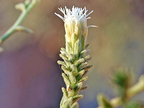 Littleleaf Brickellbush (Brickellia microphylla)