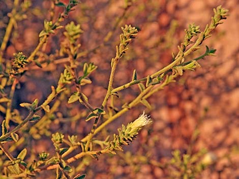 Littleleaf Brickellbush (Brickellia microphylla)