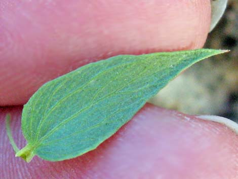 Pungent Brickellbush (Brickellia arguta)