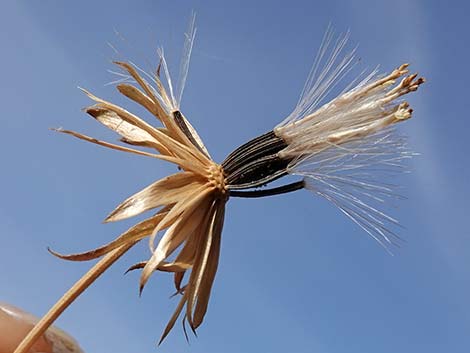 Pungent Brickellbush (Brickellia arguta)