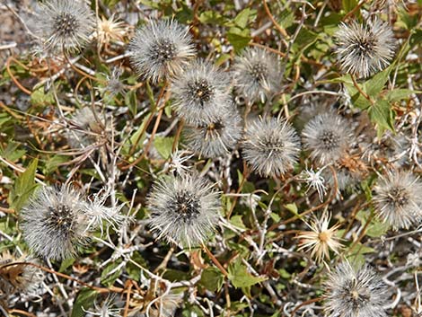 Pungent Brickellbush (Brickellia arguta)