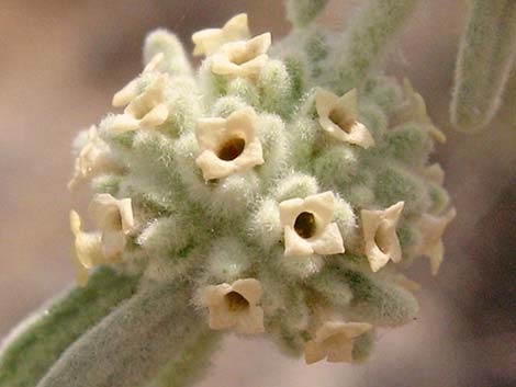 Utah Butterflybush (Buddleja utahensis)