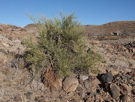 Crucifiction Thorn (Canotia holacantha)