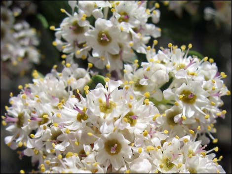 Mojave Ceanothus (Ceanothus greggii var. vestitus)