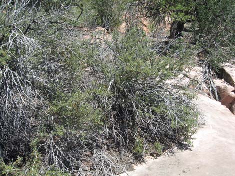 Littleleaf Mountain Mahogany (Cercocarpus intricatus)