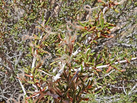 Littleleaf Mountain Mahogany (Cercocarpus intricatus)