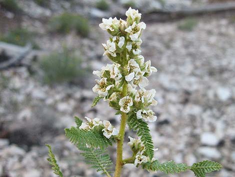 Fernbush (Chamaebatiaria millefolium)