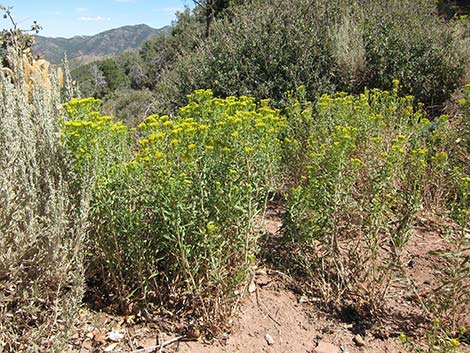 Rabbitbrush (Chrysothamnus spp.)