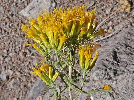 Yellow Rabbitbrush (Chrysothamnus viscidiflorus)