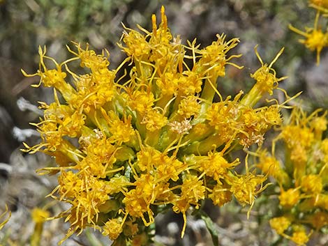 Yellow Rabbitbrush (Chrysothamnus viscidiflorus)