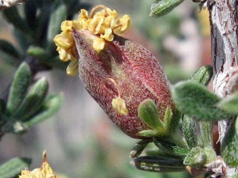 Blackbrush (Coleogyne ramosissima)