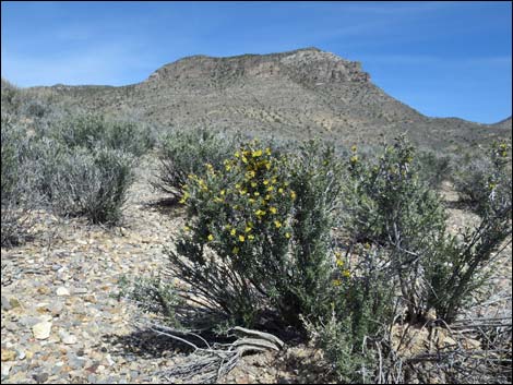 Blackbrush (Coleogyne ramosissima)