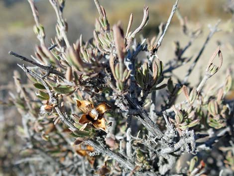 Blackbrush (Coleogyne ramosissima)